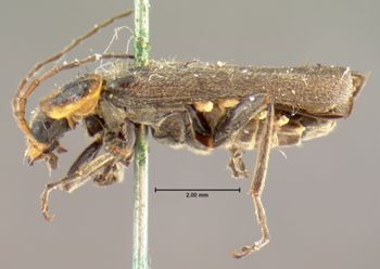 Media type: image;   Entomology 3416 Aspect: habitus lateral view